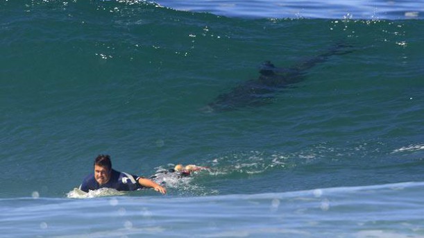 Un surfeur tué par un requin à la réunion