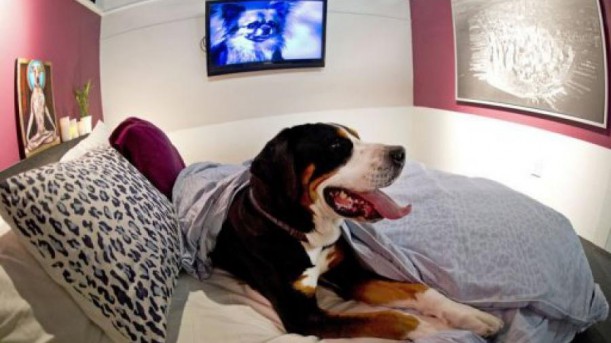New York : Un hôtel de luxe pour les chiens